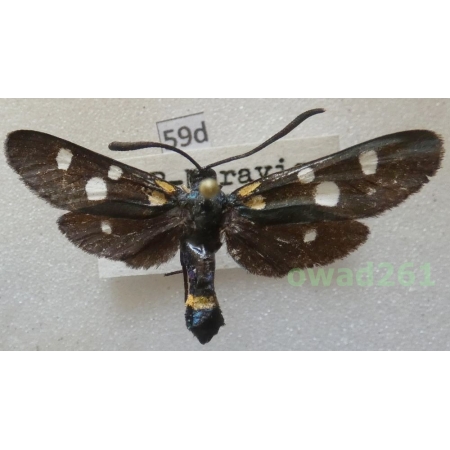 Zygaena ephialtes coronillae (Denis & Schiffermüller, 1775) Czech59d